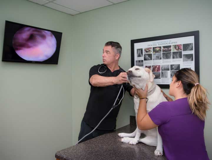 Pet Skin Allergies: scabs